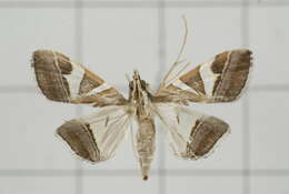 Agrioglypta itysalis Walker 1859 resmi