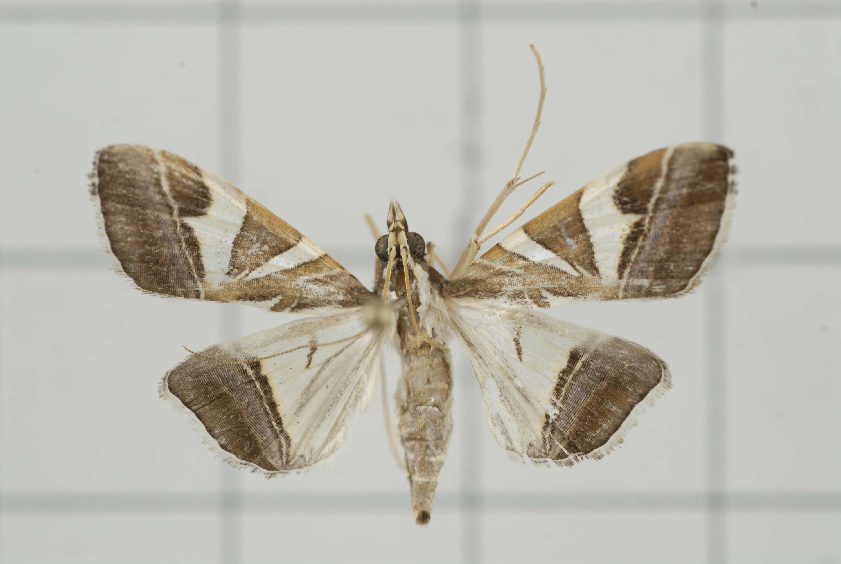 Sivun Agrioglypta itysalis Walker 1859 kuva