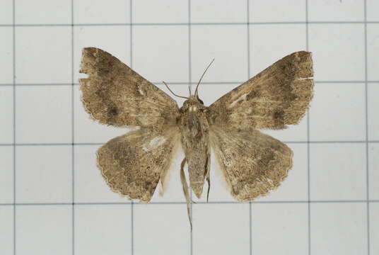 Image of Ericeia eriophora Guenée 1852