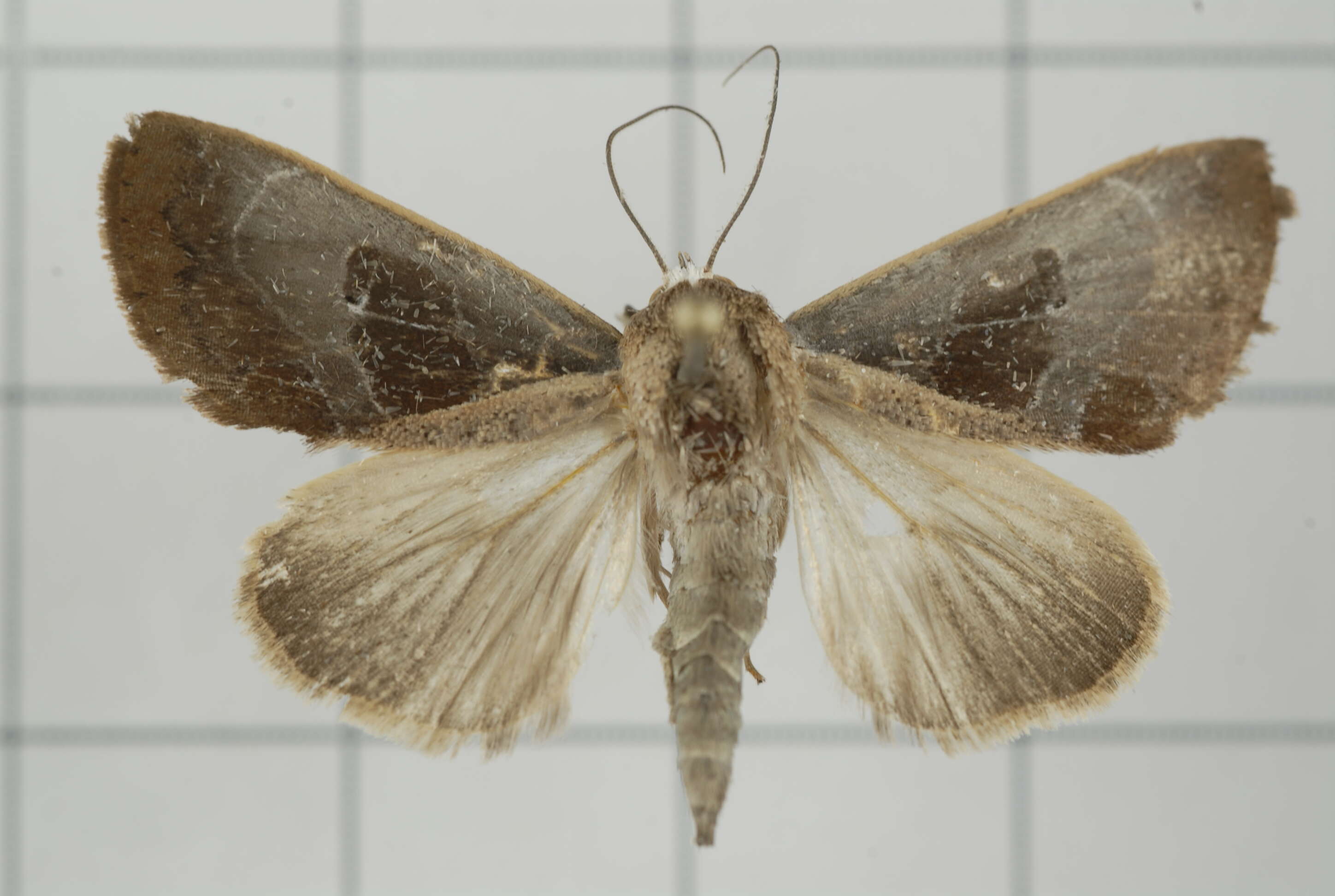 Image of Westermannia elliptica Bryk 1913