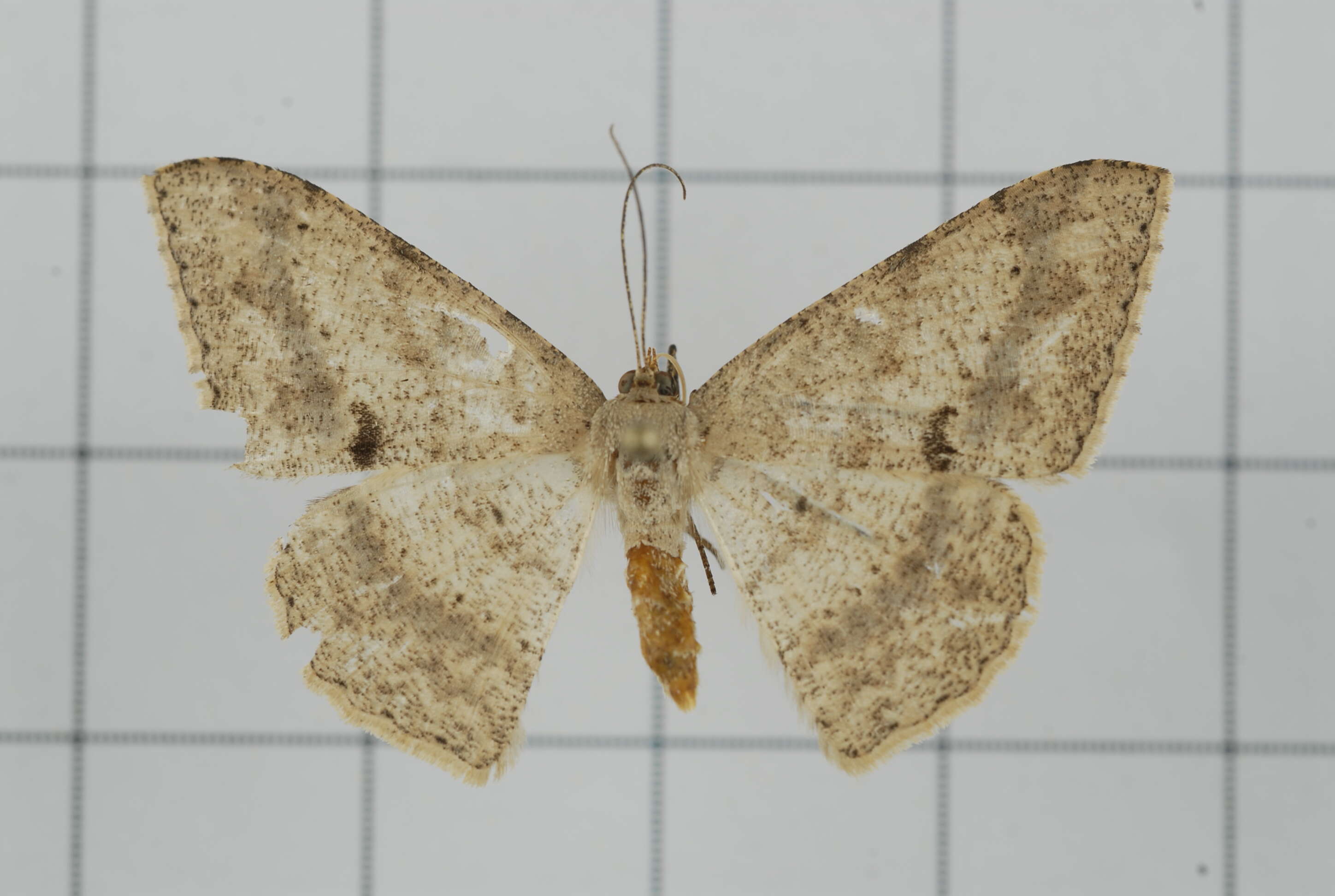 Image of Luxiaria mitorrhaphes Prout 1925