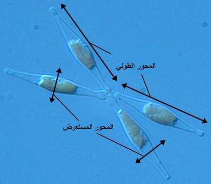 Imagem de Phaeodactylum tricornutum