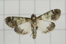 Teliphasa albifusa Hampson 1896 resmi