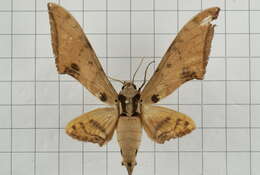 Image of Ambulyx ochracea Butler 1885