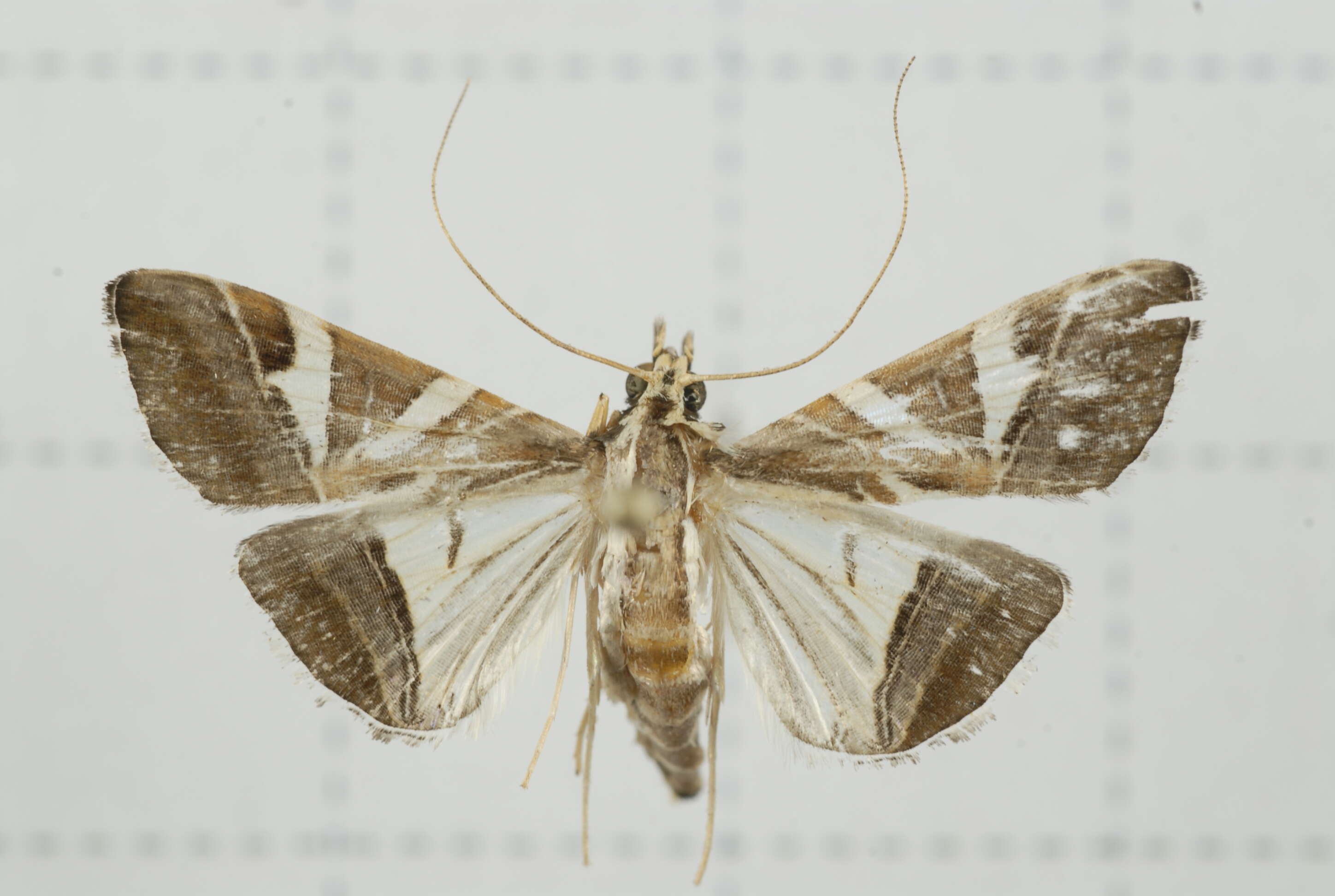 Sivun Agrioglypta itysalis Walker 1859 kuva