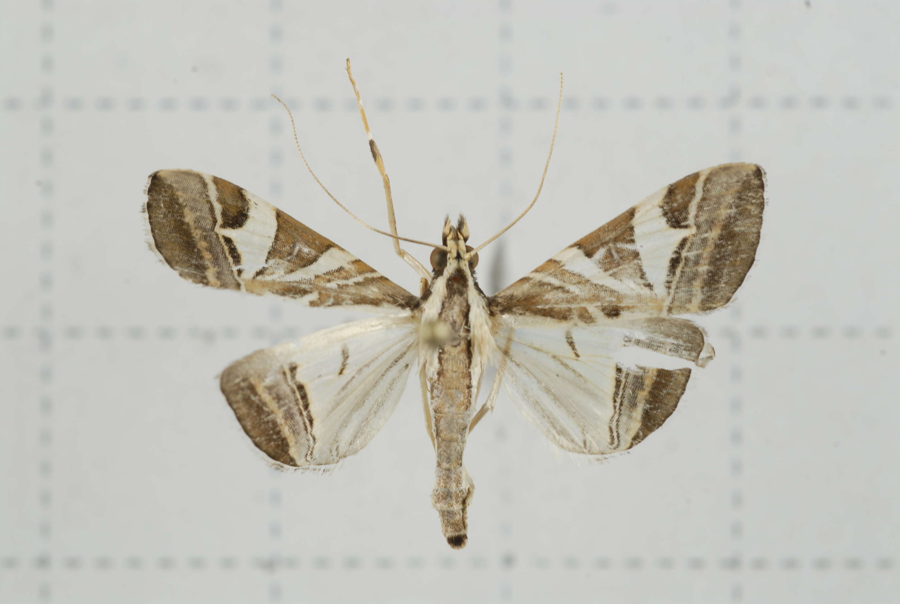 Sivun Agrioglypta itysalis Walker 1859 kuva