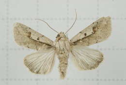 Image of Leucania yu Guenée 1852