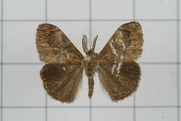 Image of Orgyia postica Walker 1855