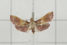 Image of Endotricha ruminalis Walker 1859