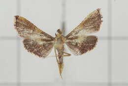 Image of Endotricha ruminalis Walker 1859