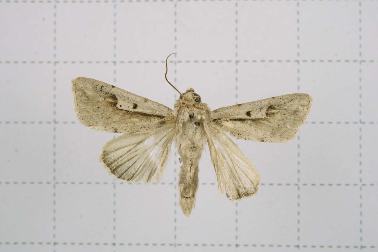 Image of Leucania yu Guenée 1852