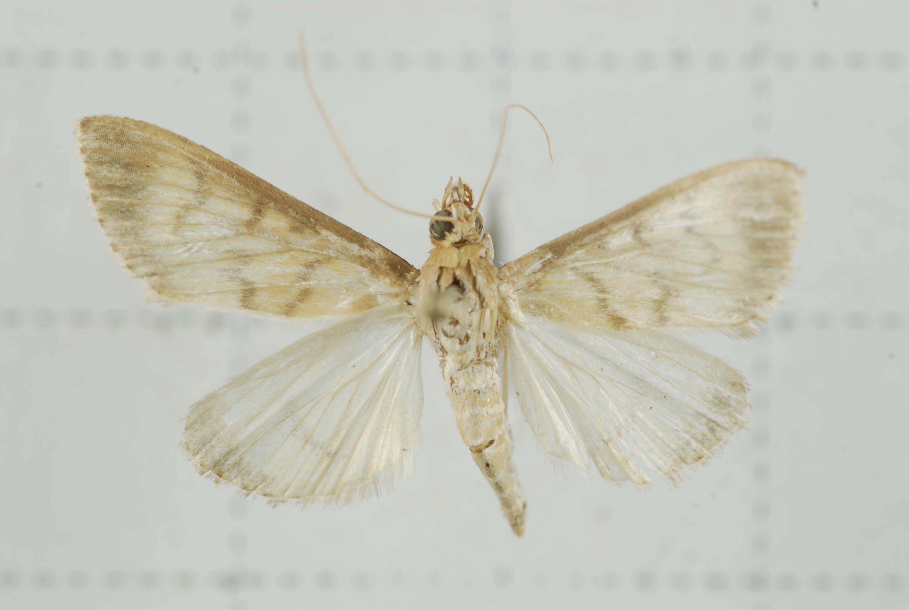 Sivun Crypsiptya coclesalis Walker 1859 kuva