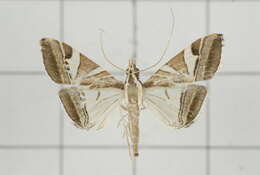 Sivun Agrioglypta itysalis Walker 1859 kuva