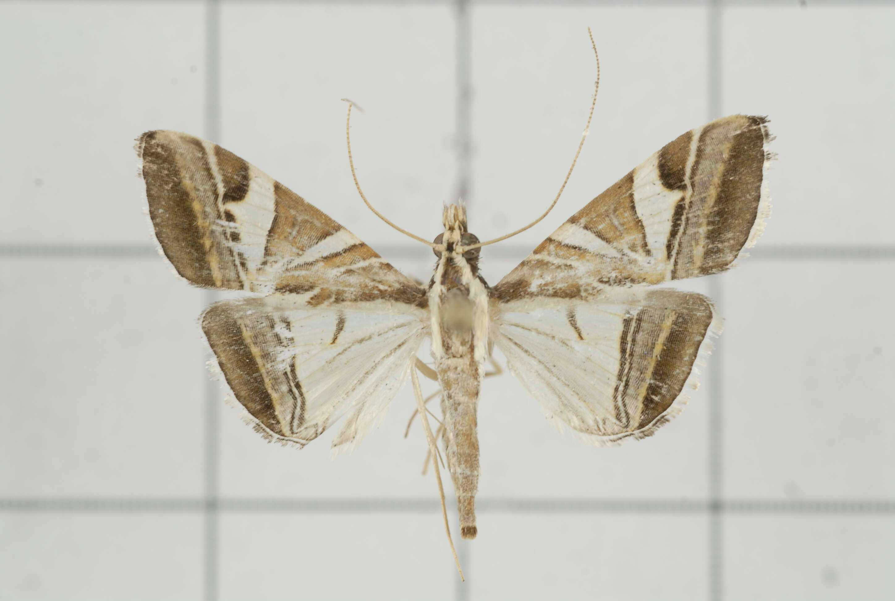 Sivun Agrioglypta itysalis Walker 1859 kuva