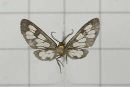 Image of Eressa confinis Walker 1854