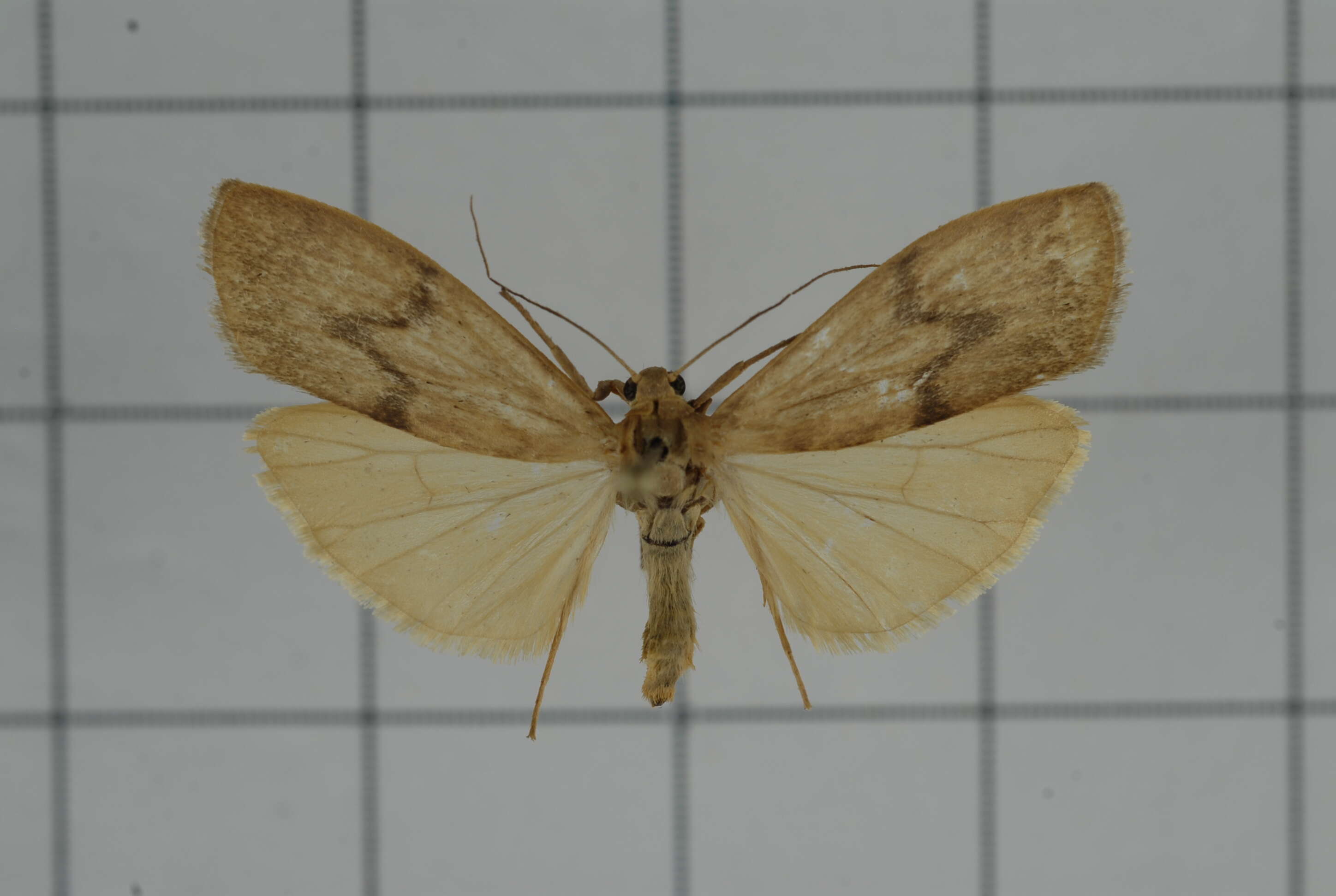 Image of Eilema ratonis Matsumura 1927