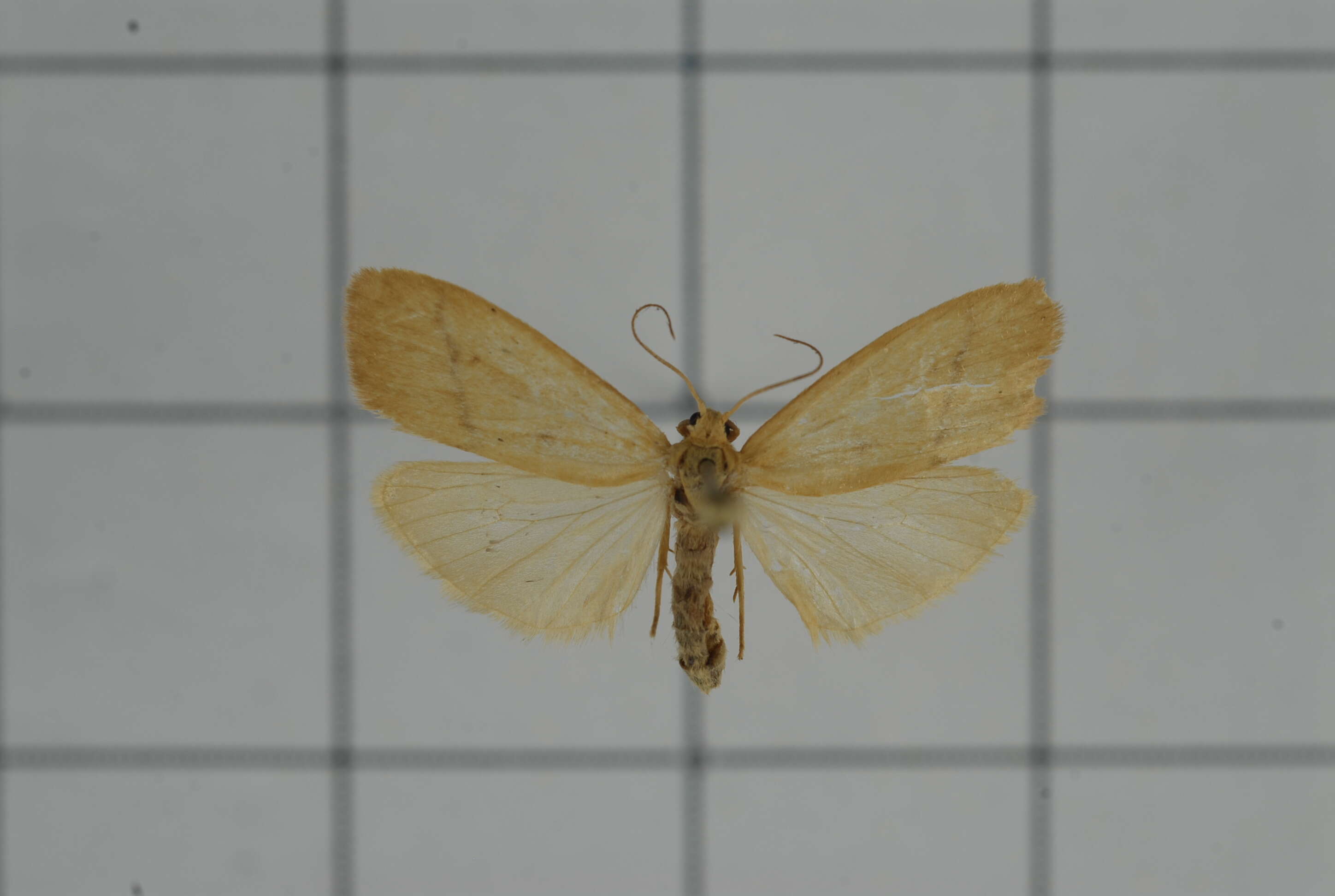 Image of Notata parva Hampson 1891