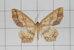 Image of Synegiodes histrionaria Swinhoe 1892