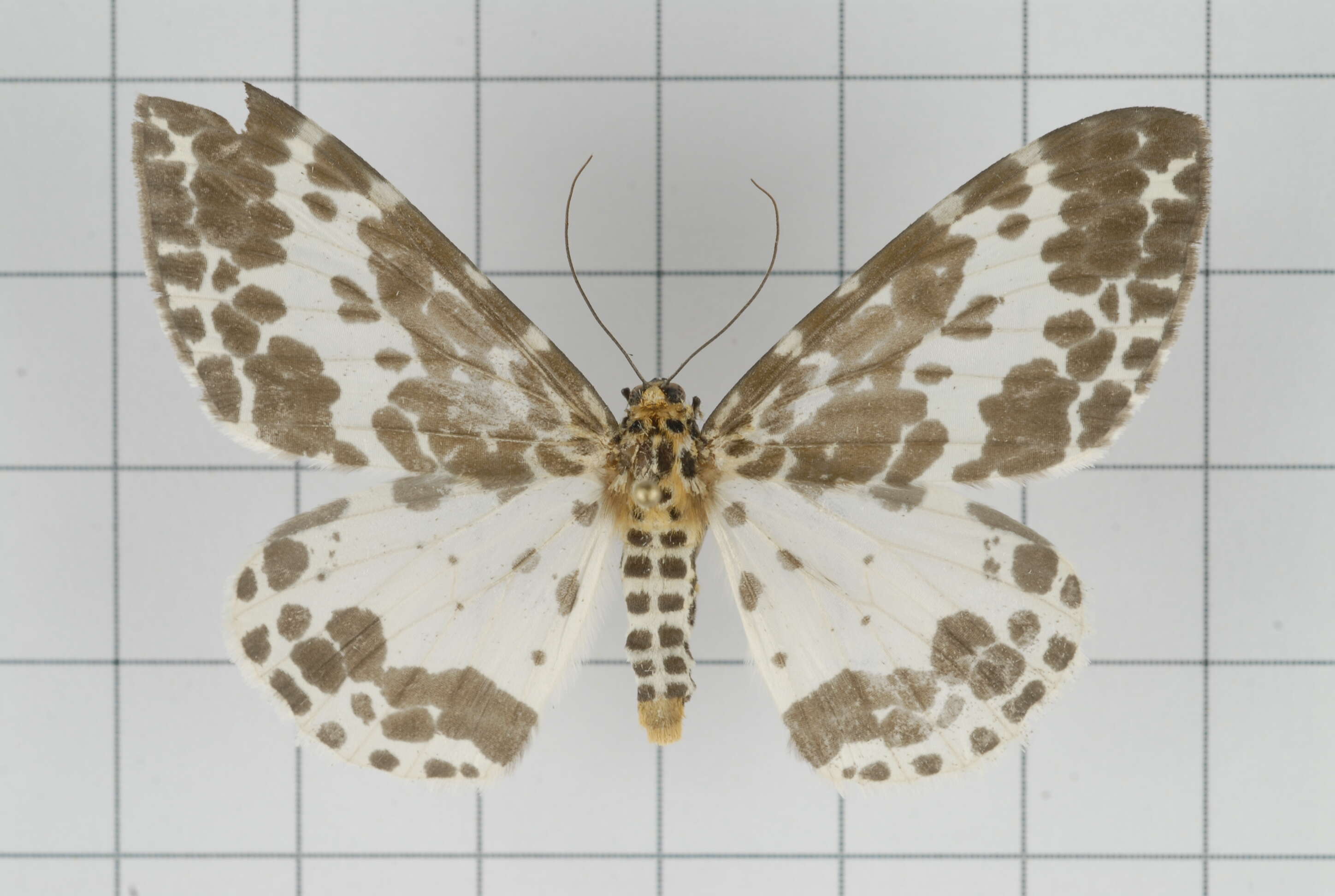 Image of Dilophodes baria