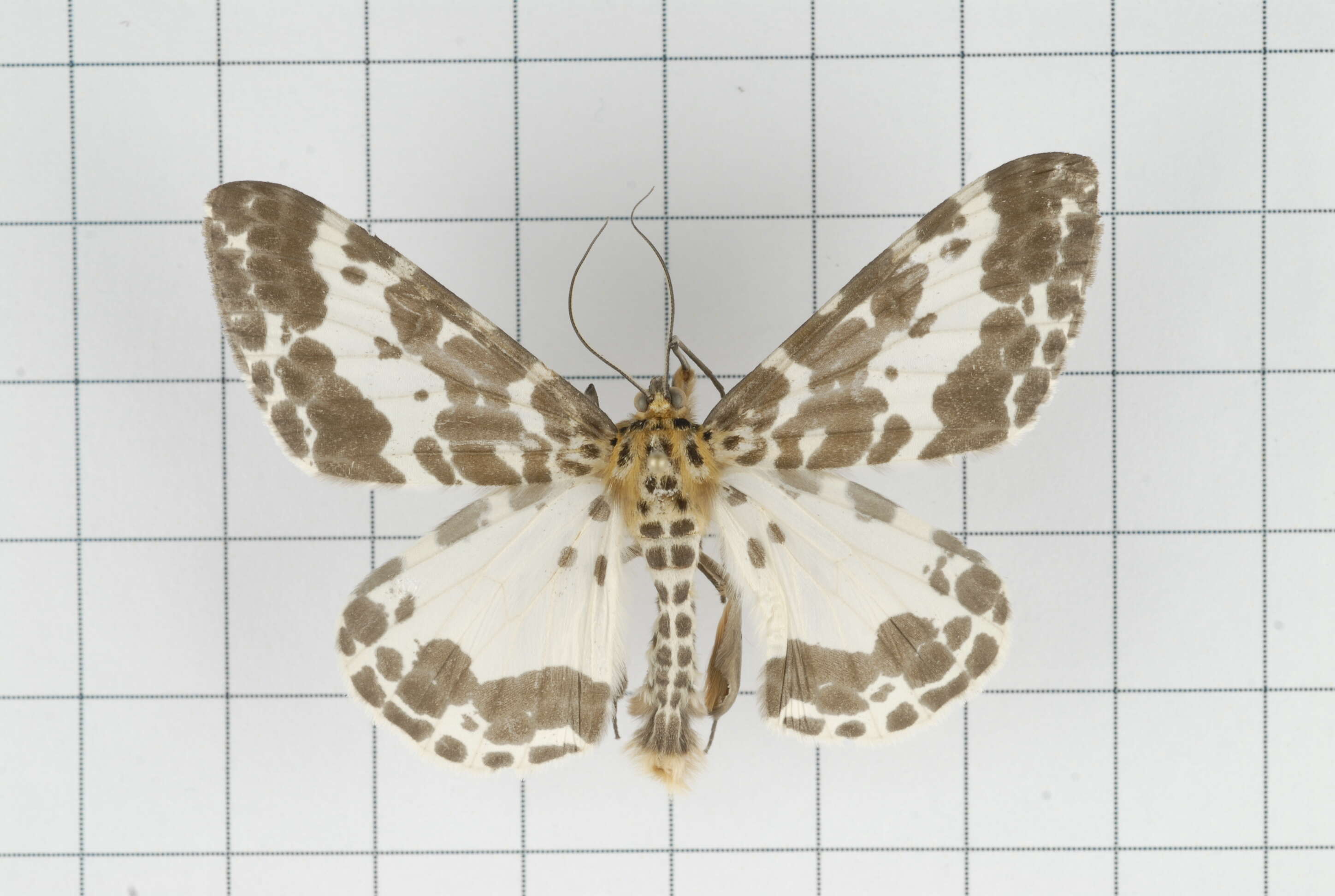 Image of Dilophodes baria