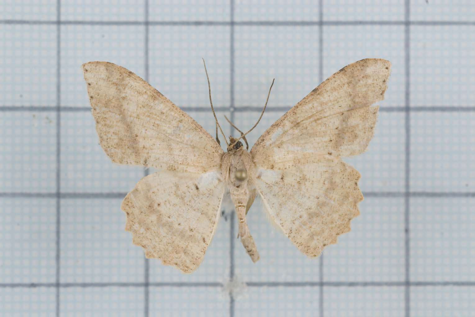 Image of Luxiaria mitorrhaphes Prout 1925