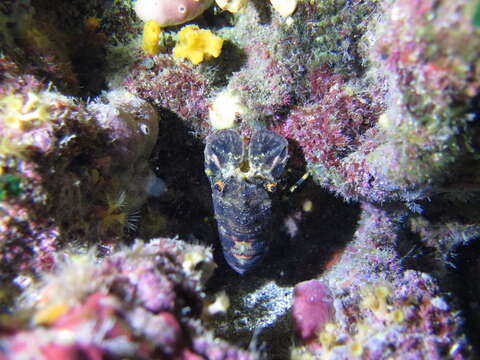 Image of Small European Locust Lobster