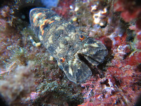 Image of Small European Locust Lobster