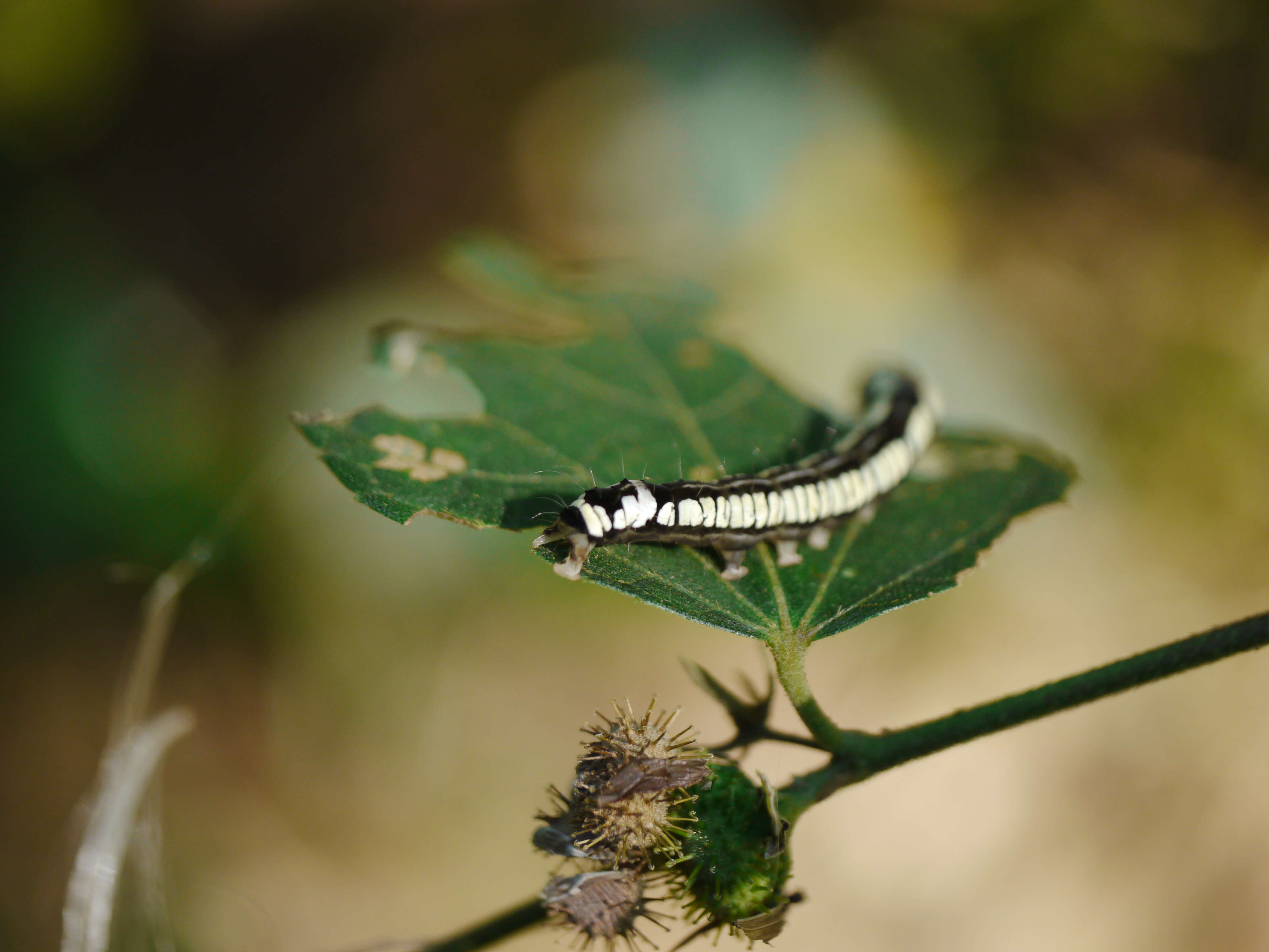 Image of Caesarweed