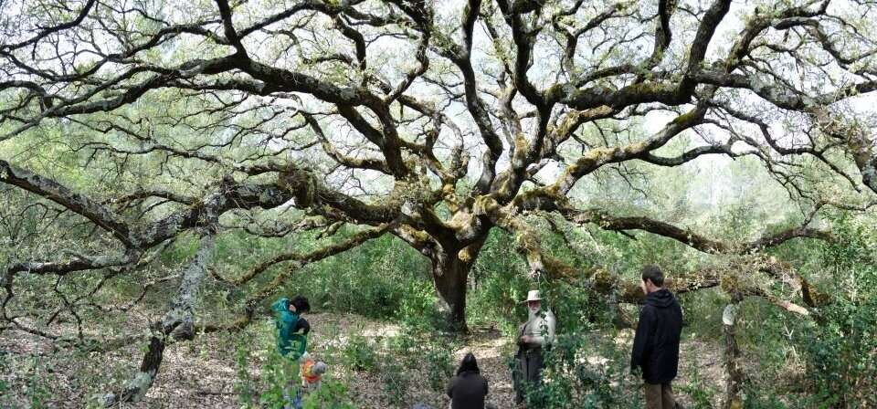 Image of Quercus faginea Lam.