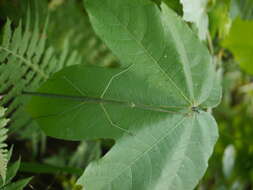 Imagem de Sterculia villosa Roxb.