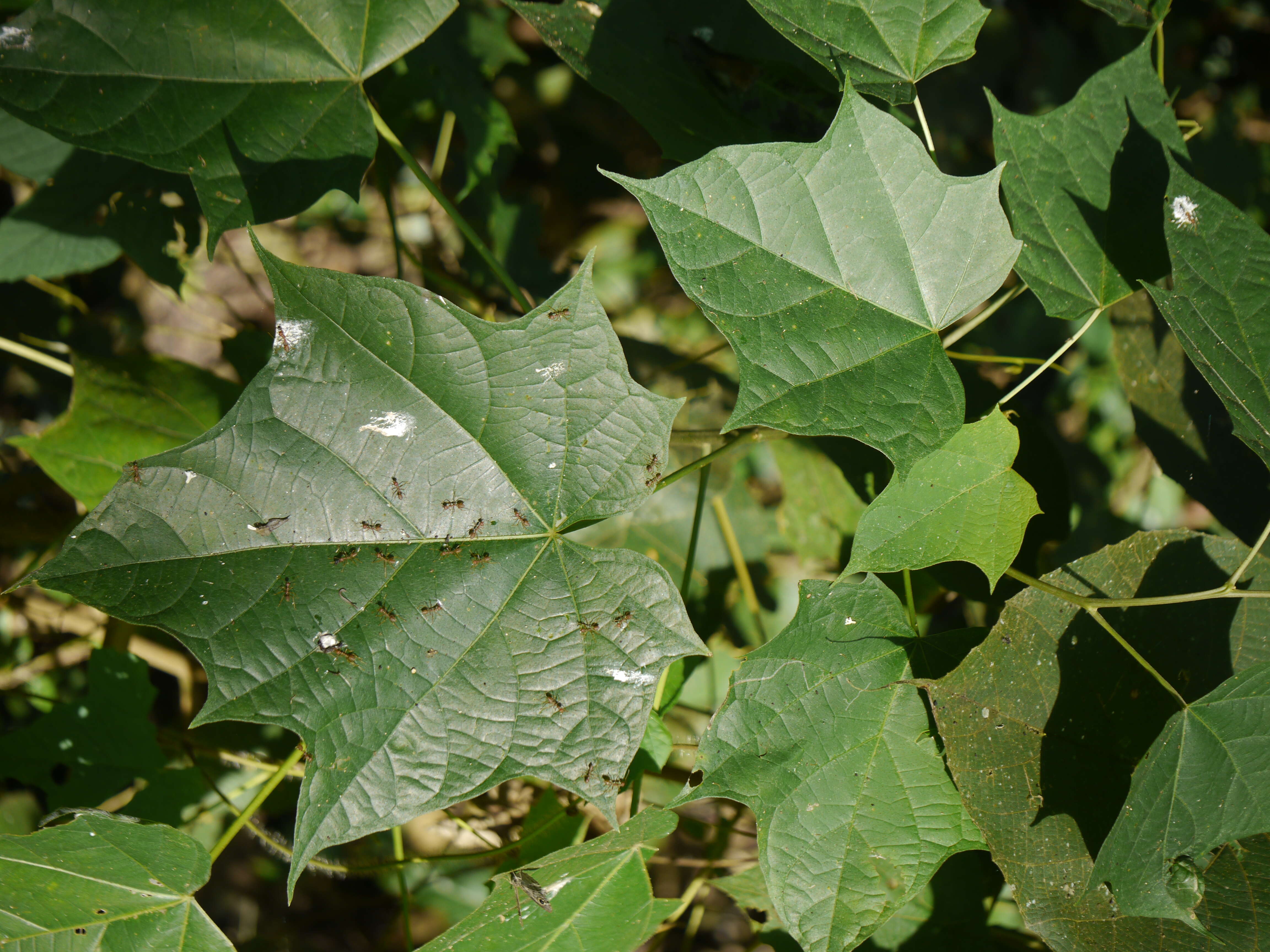 Image de Alangium chinense (Lour.) Harms