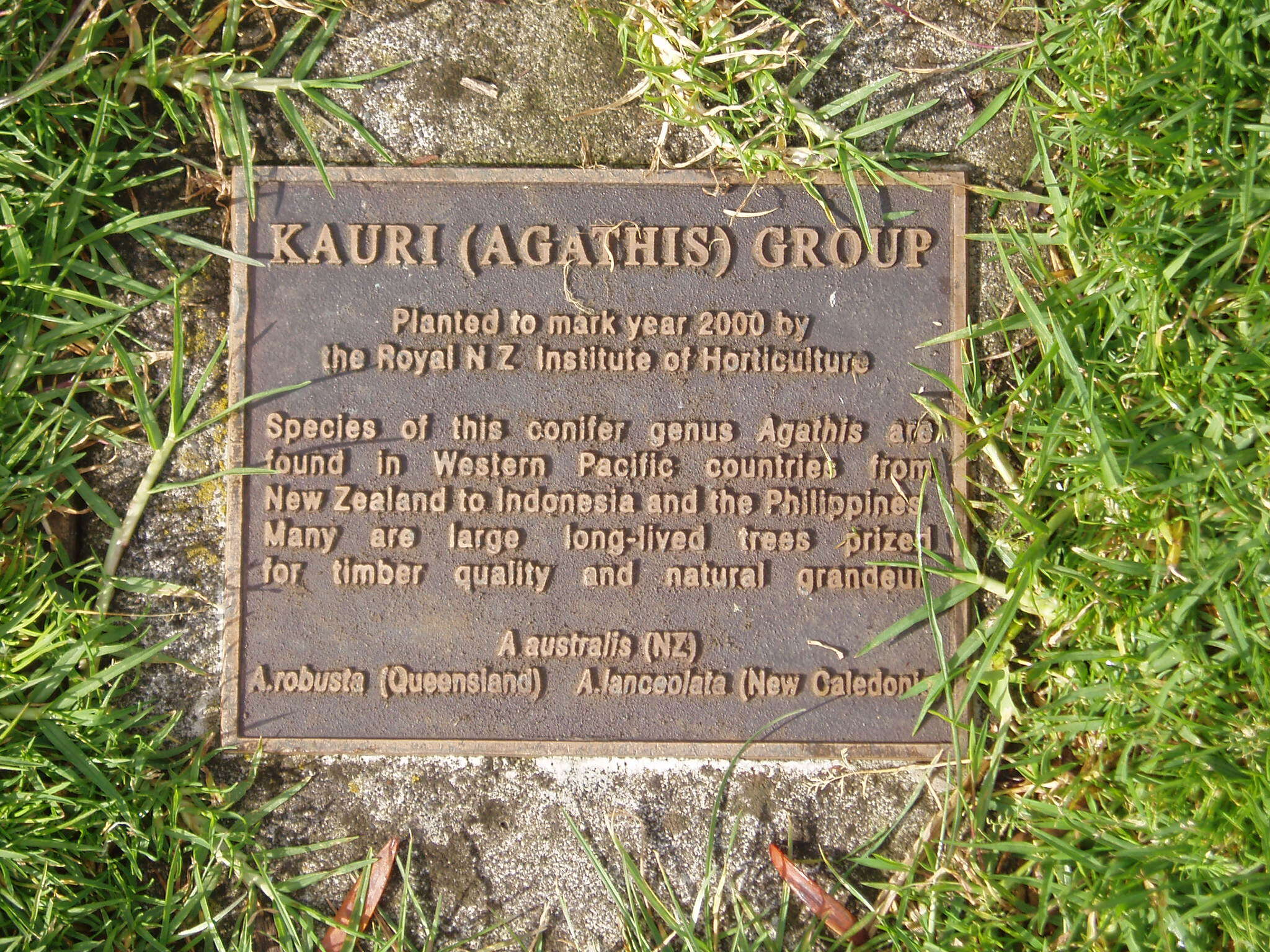 Image of Koghis Kauri