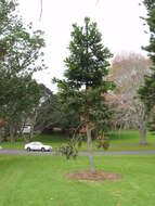 Image of Koghis Kauri