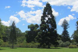 Image of Koghis Kauri