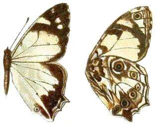 Imagem de Aphysoneura pigmentaria Karsch 1894