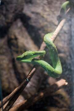 Image of White-lipped Tree Viper