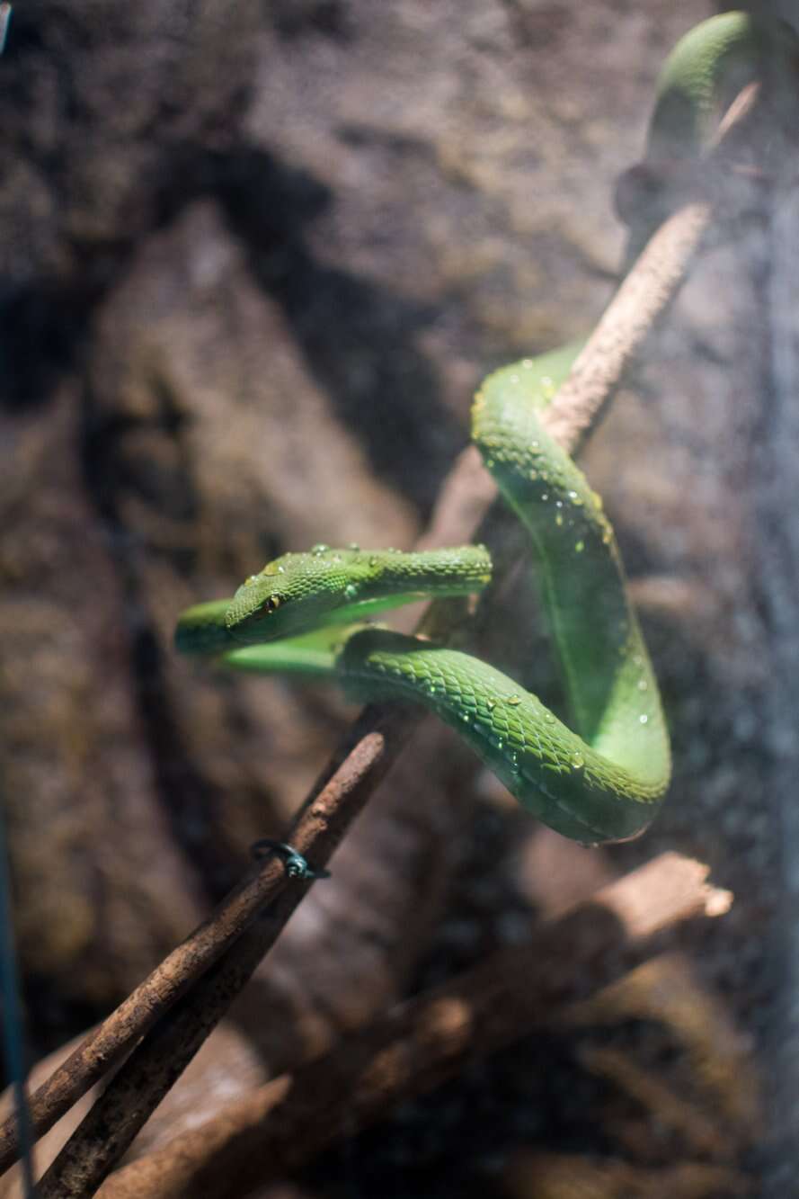 Слика од Trimeresurus albolabris Gray 1842