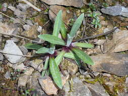 Image of edelweiss