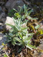 Image of edelweiss