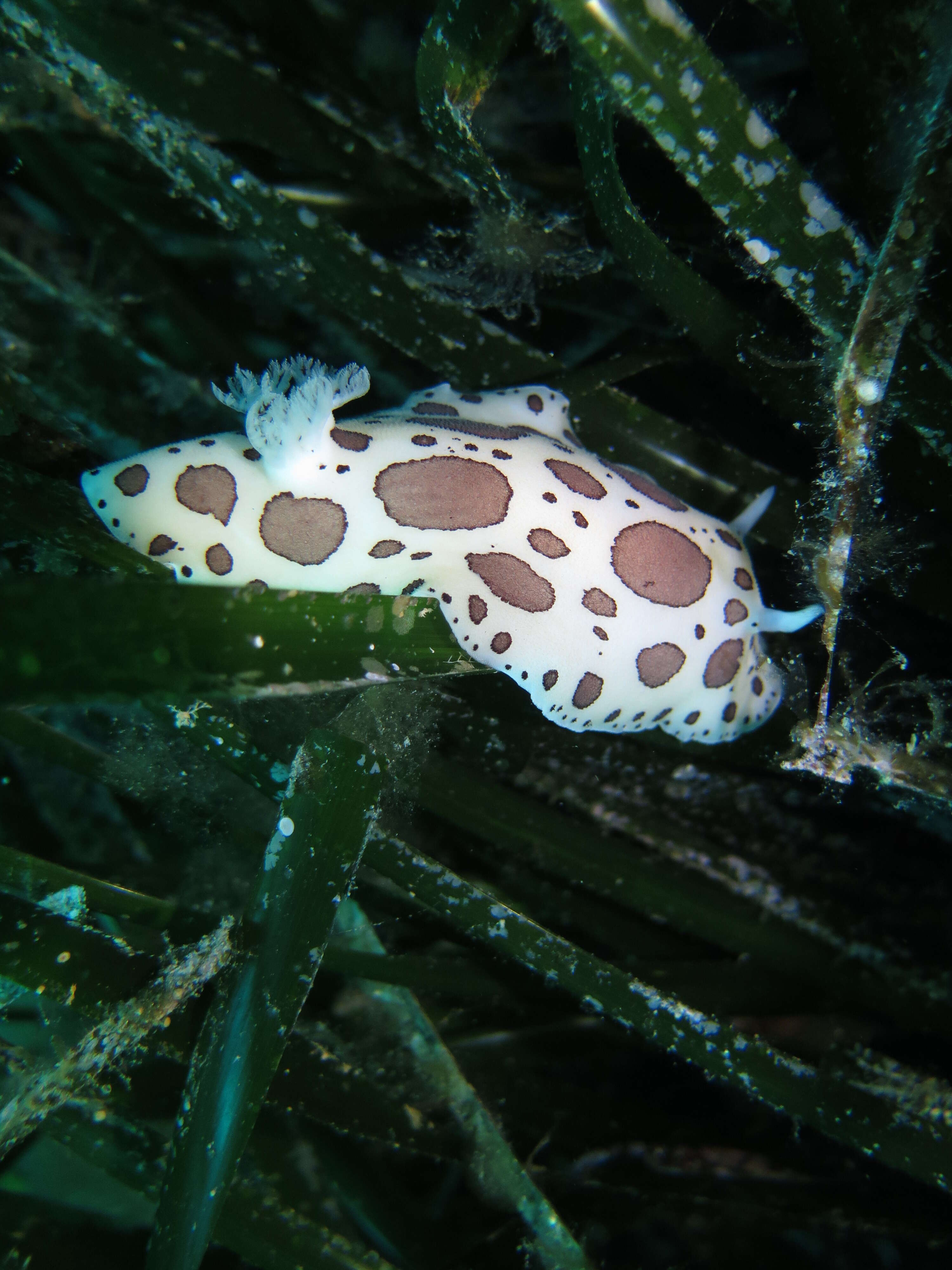 Plancia ëd Peltodoris atromaculata Bergh 1880