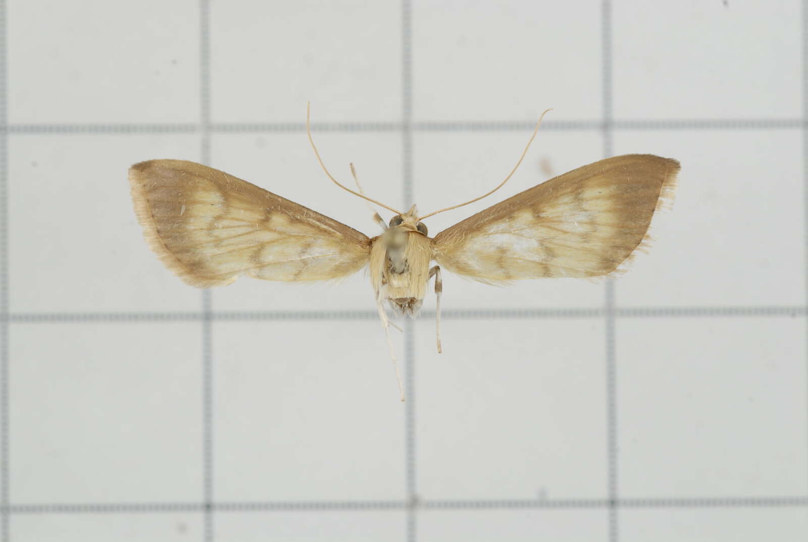 Image of Crypsiptya coclesalis Walker 1859