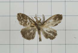 Image of Orgyia postica Walker 1855