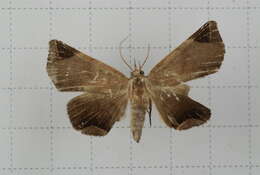 صورة Psimada quadripennis Walker 1858