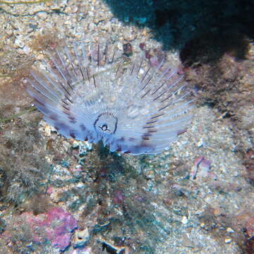 Image of Peacock worm