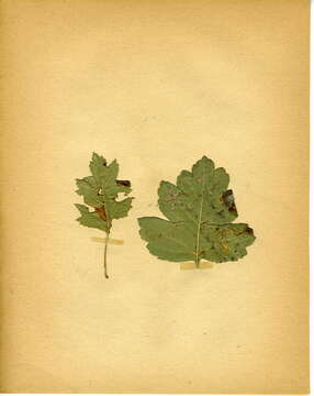 Image of Hawthorn Slender