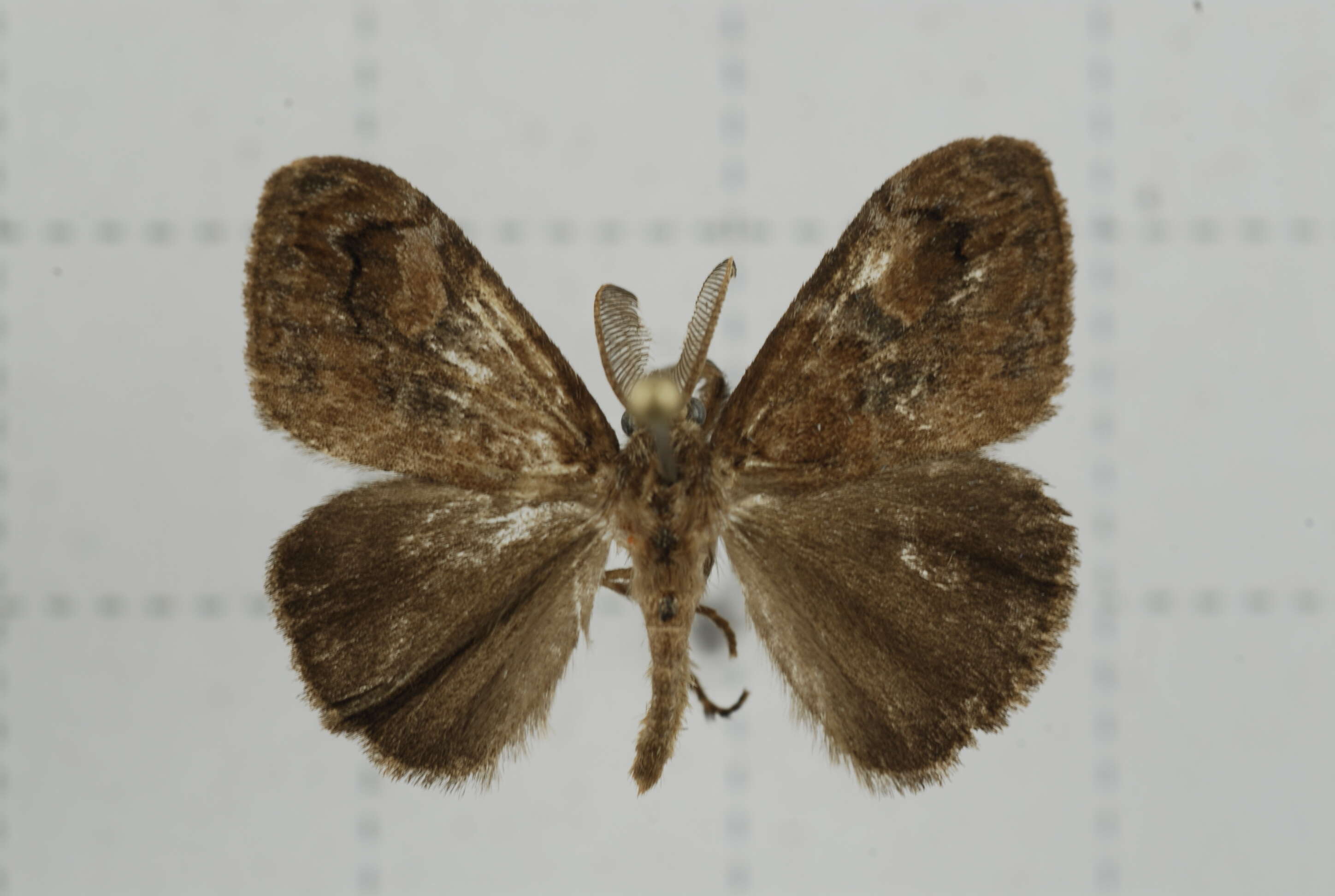 Image of Orgyia postica Walker 1855