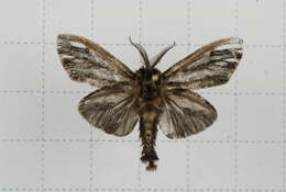 Image of Eumeta pryeri Leech 1889