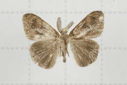 Image of Orgyia postica Walker 1855