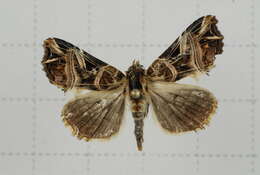 Image de Callopistria nobilior