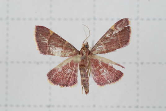 Image of Herculia pelasgalis Walker 1859